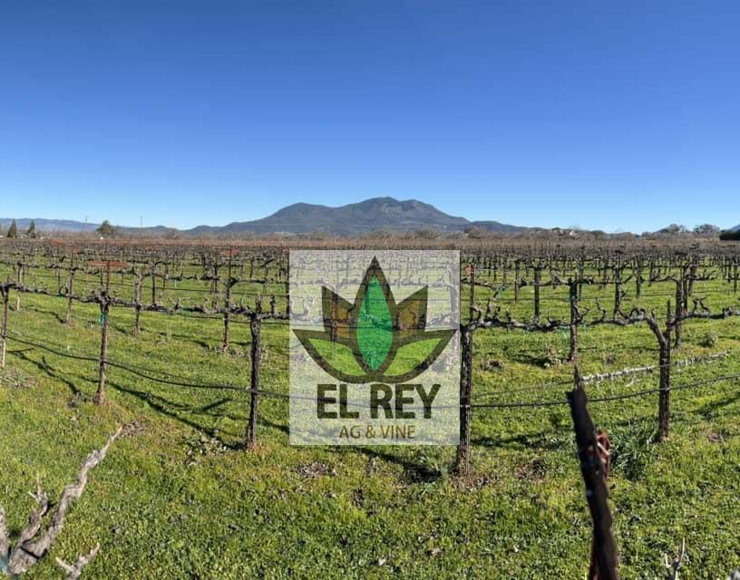 El Rey Vineyards